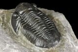 Detailed Gerastos Trilobite Fossil - Morocco #141675-5